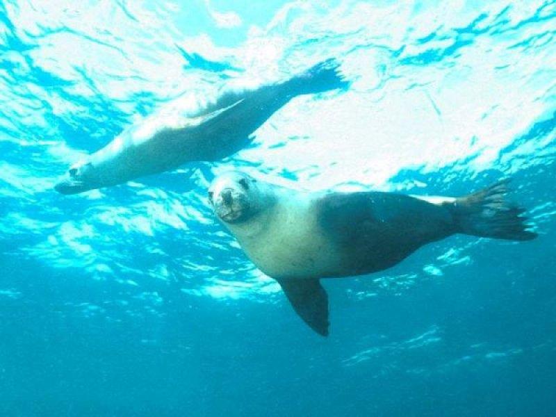 Anadolu’da yaşayan 10 vahşi hayvan