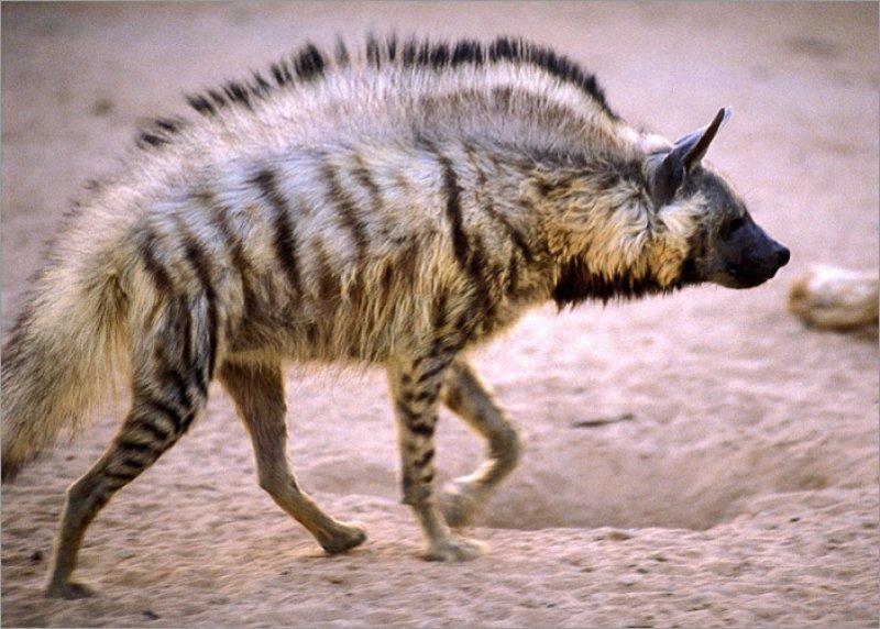 Anadolu’da yaşayan 10 vahşi hayvan