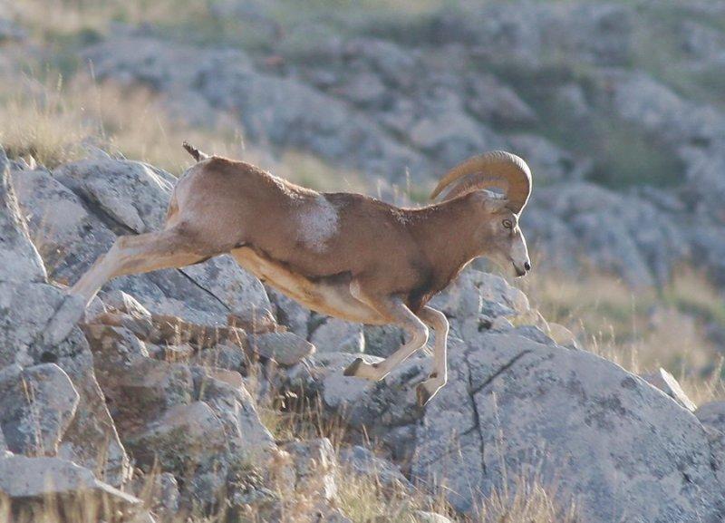 Anadolu’da yaşayan 10 vahşi hayvan