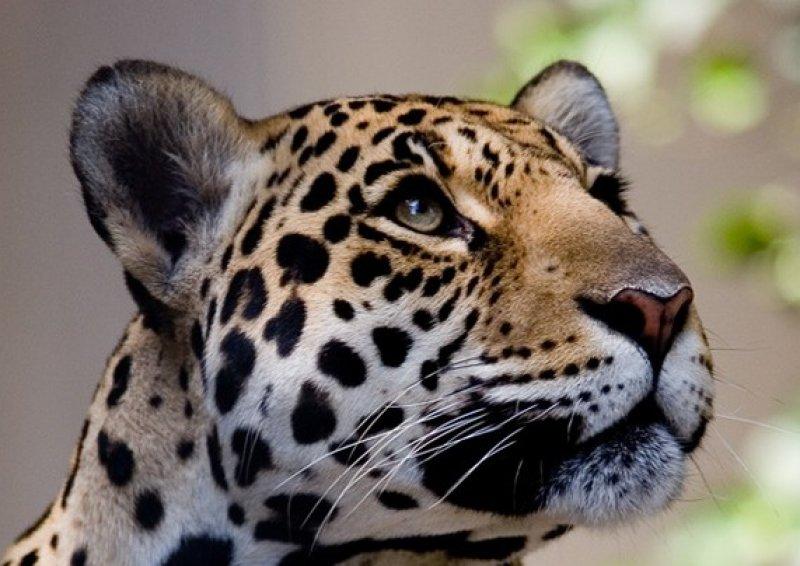 Anadolu’da yaşayan 10 vahşi hayvan