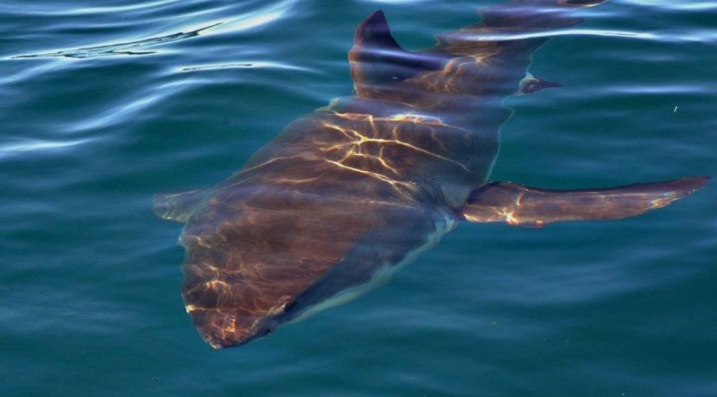 Anadolu’da yaşayan 10 vahşi hayvan