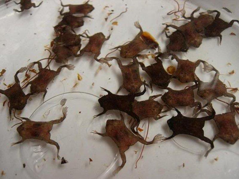 En ilginç kurbağa türleri