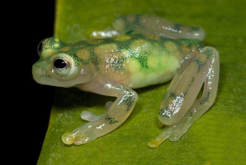 En ilginç kurbağa türleri