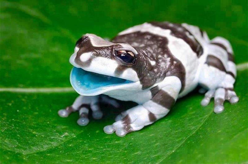 En ilginç kurbağa türleri
