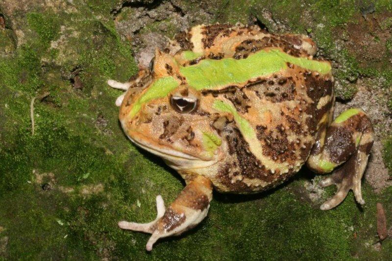 En ilginç kurbağa türleri