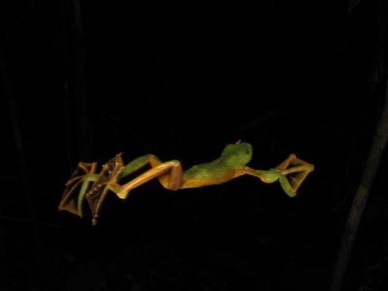 En ilginç kurbağa türleri