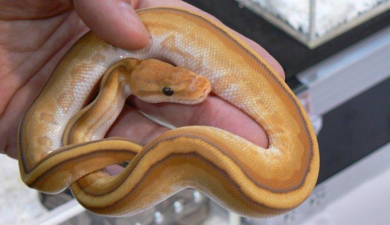 Dünyanın en pahalı 10 hayvanı