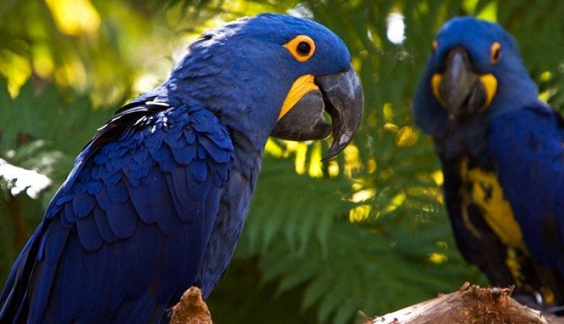 Dünyanın en pahalı 10 hayvanı