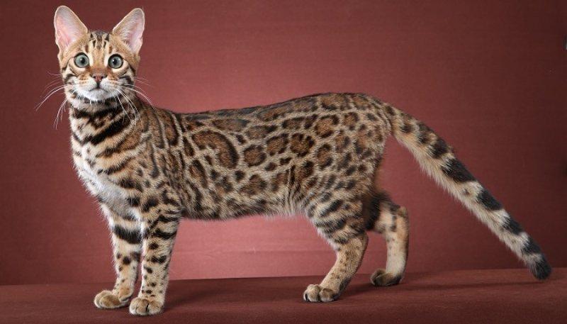 Dünyanın en pahalı 10 hayvanı