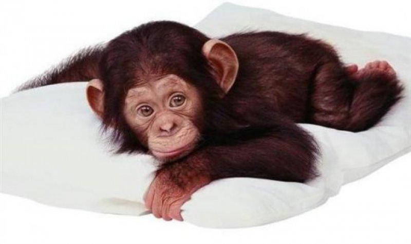 Dünyanın en pahalı 10 hayvanı