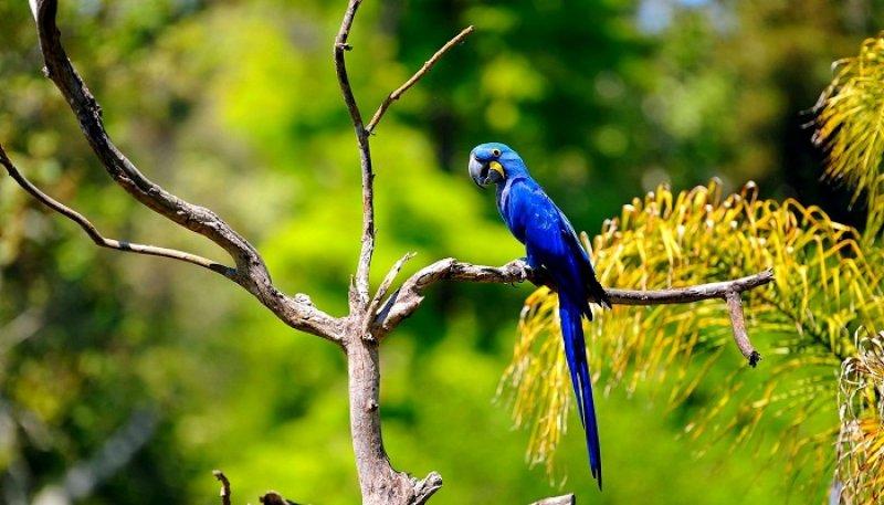 Dünyanın en pahalı 10 hayvanı