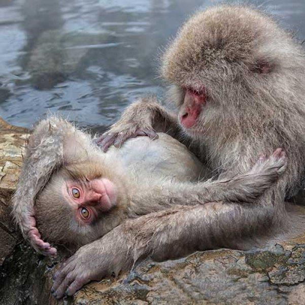 Dünyanın en pahalı 10 hayvanı