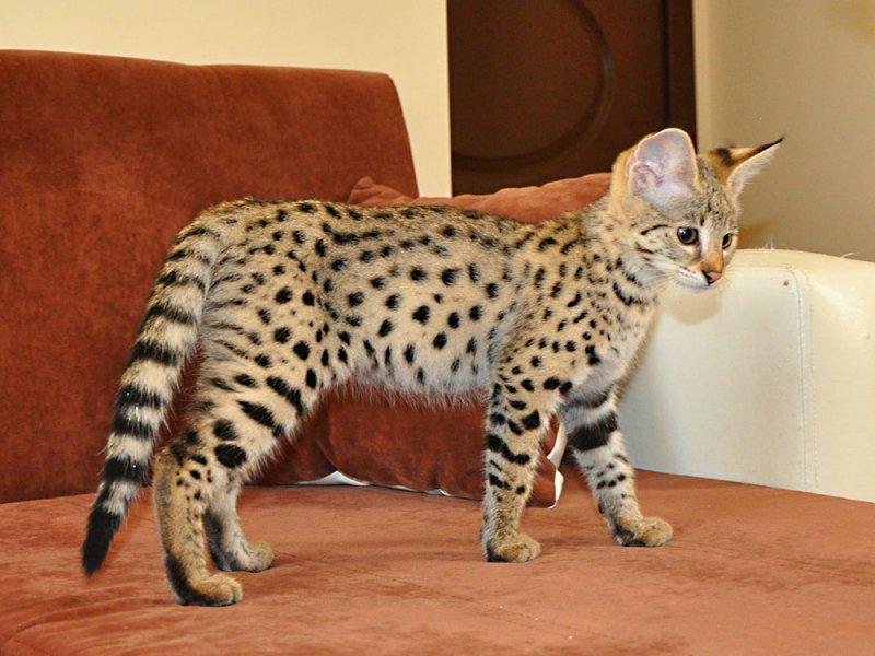 Dünyanın en pahalı 10 hayvanı