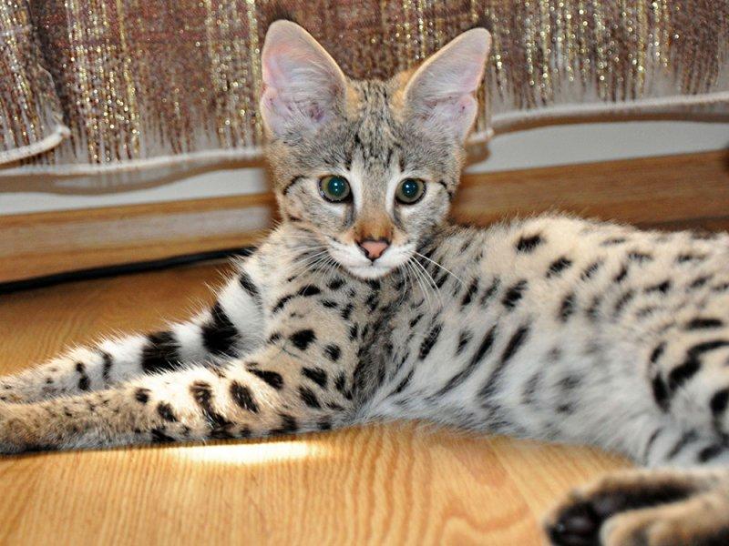 Dünyanın en pahalı 10 hayvanı