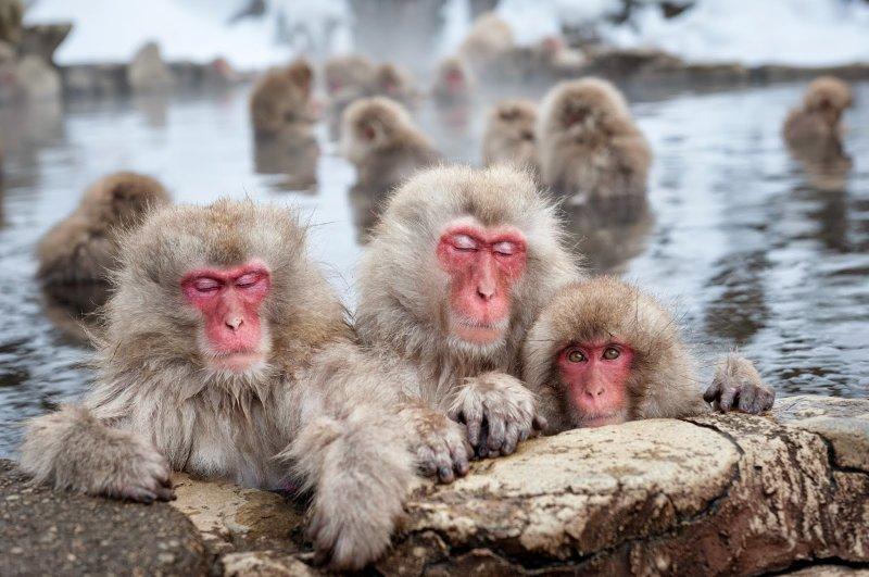 Dünyanın en pahalı 10 hayvanı