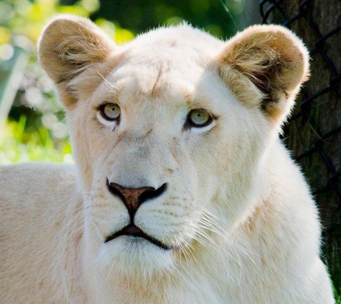 Dünyanın en pahalı 10 hayvanı