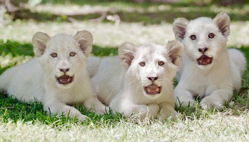 Dünyanın en pahalı 10 hayvanı