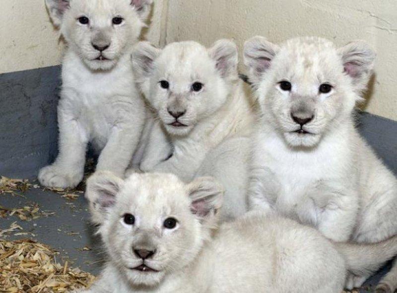 Dünyanın en pahalı 10 hayvanı