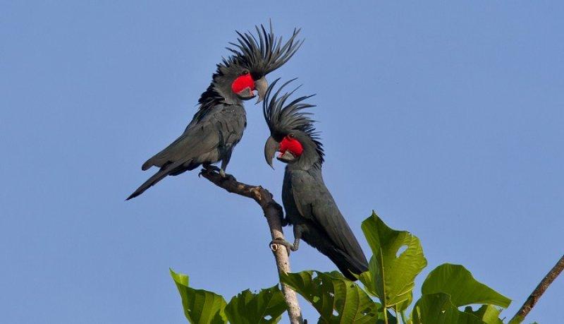 Dünyanın en pahalı 10 hayvanı