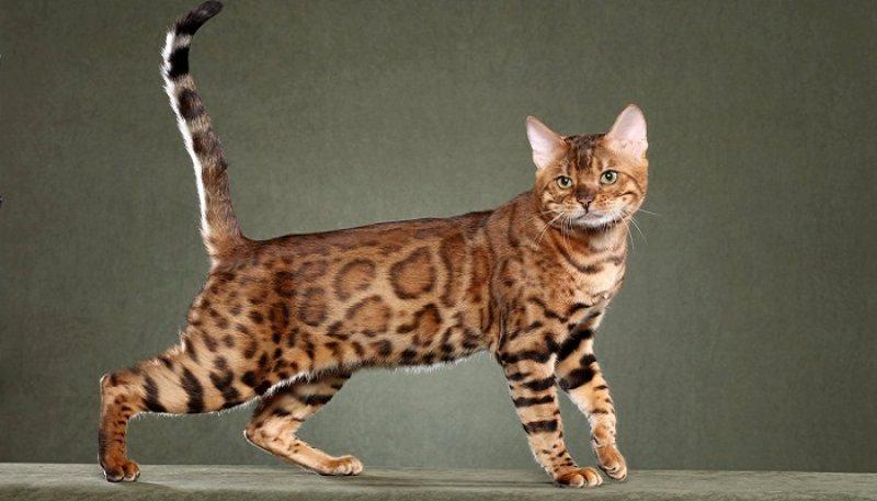 Dünyanın en pahalı 10 hayvanı