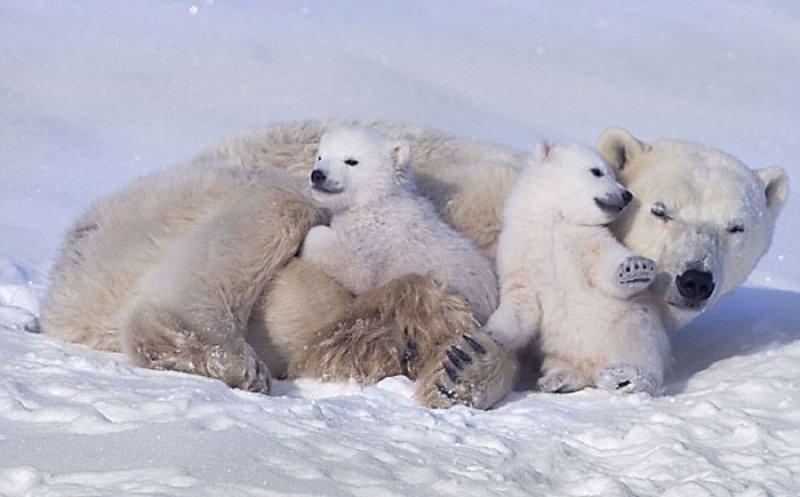 Antartika buzullarının  güçlü sahibi: Kutup ayısı