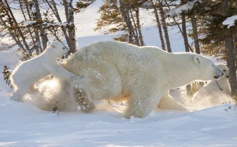 Antartika buzullarının  güçlü sahibi: Kutup ayısı