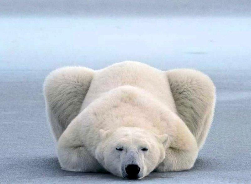 Antartika buzullarının  güçlü sahibi: Kutup ayısı