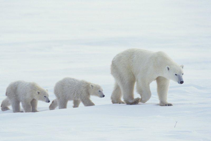 Antartika buzullarının  güçlü sahibi: Kutup ayısı
