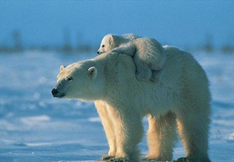 Antartika buzullarının  güçlü sahibi: Kutup ayısı