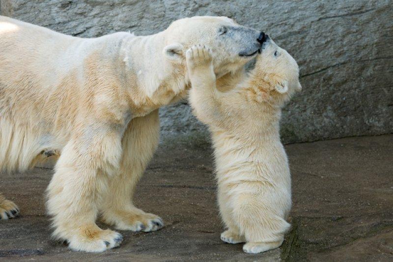 Antartika buzullarının  güçlü sahibi: Kutup ayısı