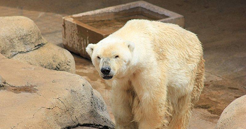 Antartika buzullarının  güçlü sahibi: Kutup ayısı