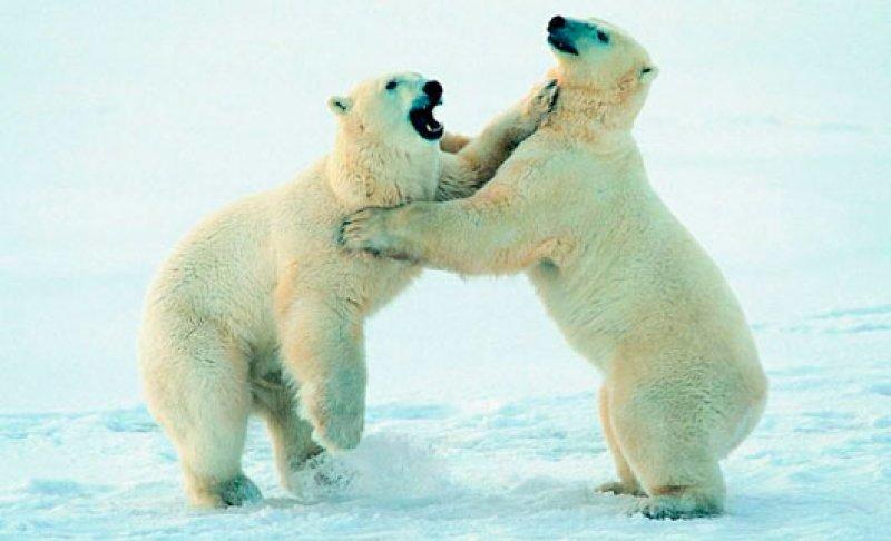 Antartika buzullarının  güçlü sahibi: Kutup ayısı