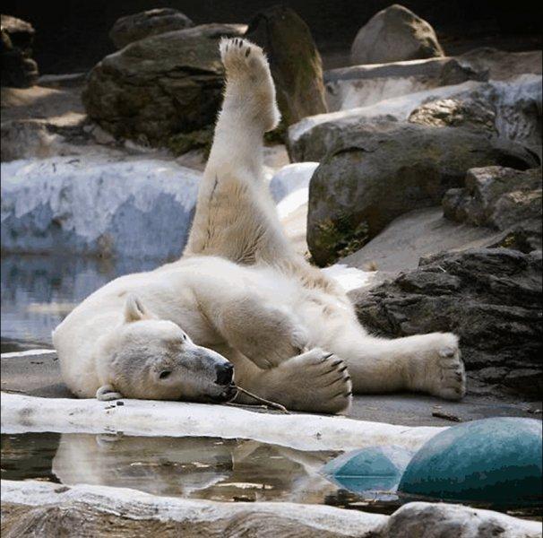 Antartika buzullarının  güçlü sahibi: Kutup ayısı
