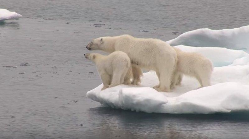 Antartika buzullarının  güçlü sahibi: Kutup ayısı