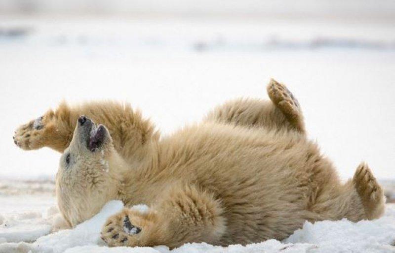 Antartika buzullarının  güçlü sahibi: Kutup ayısı