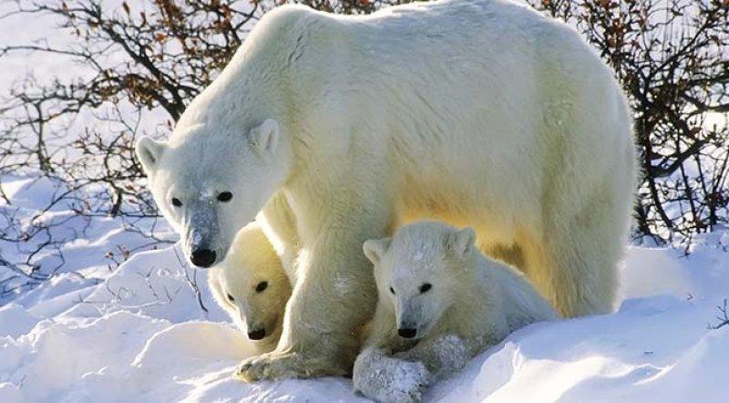 Antartika buzullarının  güçlü sahibi: Kutup ayısı