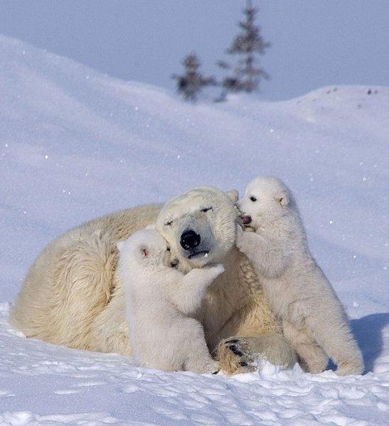 Antartika buzullarının  güçlü sahibi: Kutup ayısı