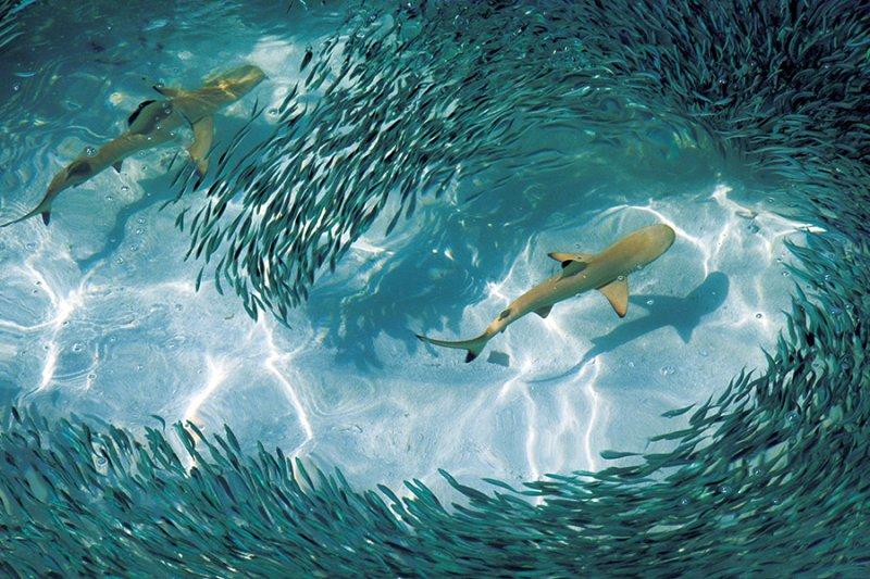 Bembeyaz kumsalların ev sahibi: Maldivler