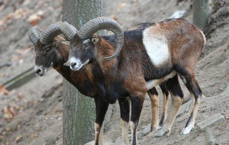 Hayvanlar aleminin en güzel ve en ilginç boynuzluları 