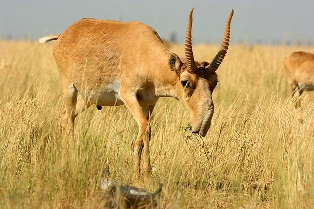 Hayvanlar aleminin en güzel ve en ilginç boynuzluları 