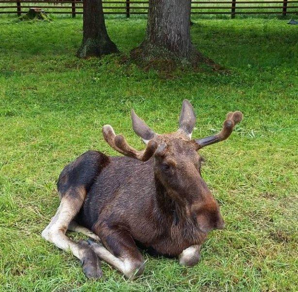 Hayvanlar aleminin en güzel ve en ilginç boynuzluları 