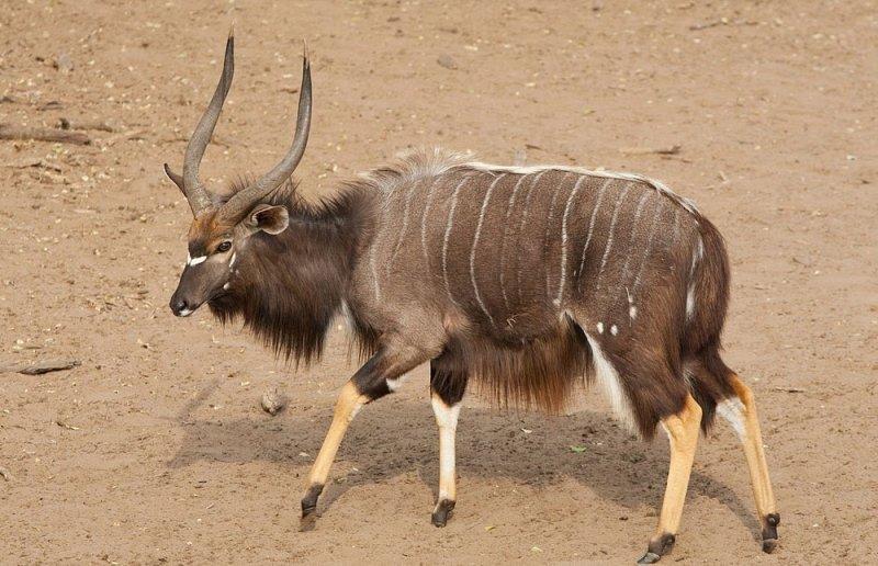 Hayvanlar aleminin en güzel ve en ilginç boynuzluları 