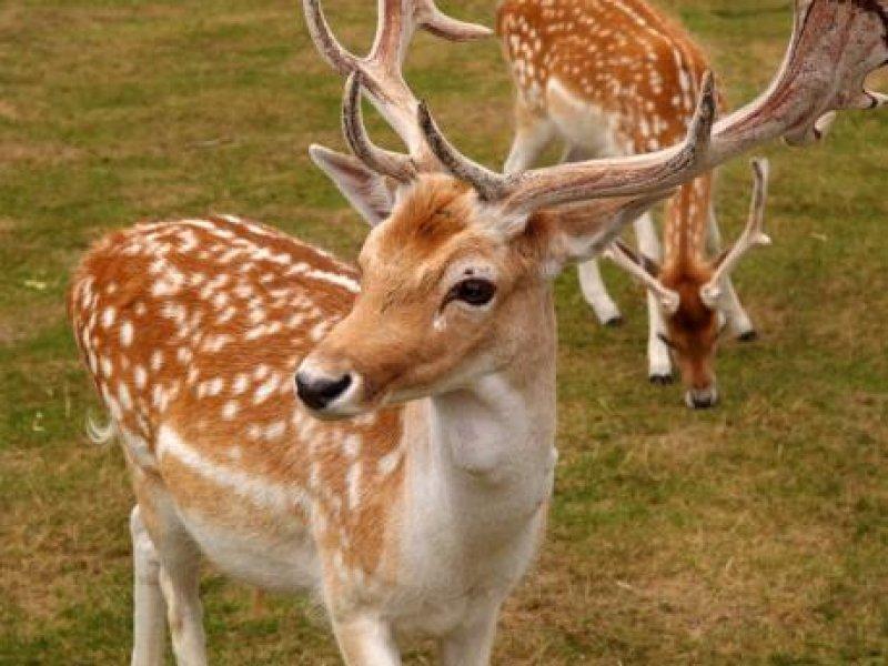 Hayvanlar aleminin en güzel ve en ilginç boynuzluları 