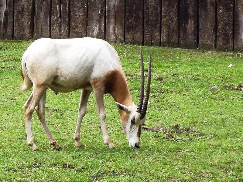 Hayvanlar aleminin en güzel ve en ilginç boynuzluları 
