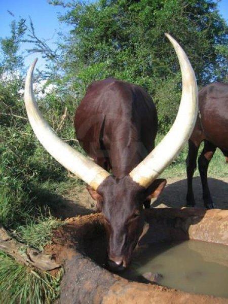 Hayvanlar aleminin en güzel ve en ilginç boynuzluları 