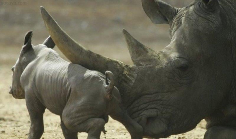 Hayvanlar aleminin en güzel ve en ilginç boynuzluları 