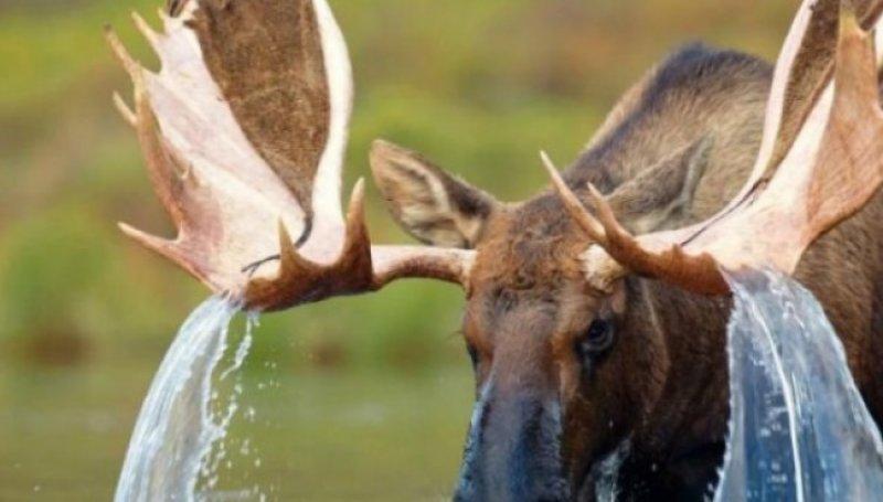 Hayvanlar aleminin en güzel ve en ilginç boynuzluları 