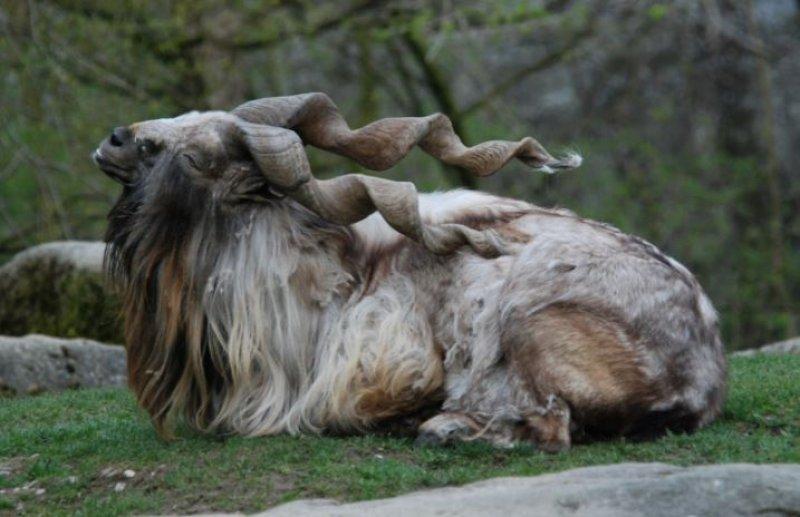 Hayvanlar aleminin en güzel ve en ilginç boynuzluları 