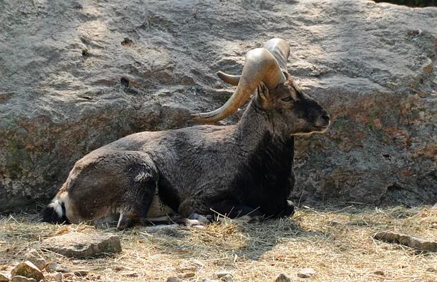 Hayvanlar aleminin en güzel ve en ilginç boynuzluları 