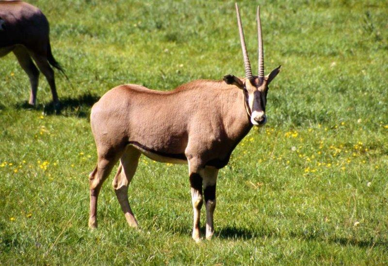Hayvanlar aleminin en güzel ve en ilginç boynuzluları 